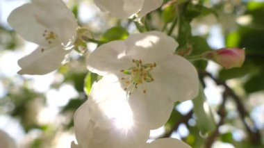 Elma ağacının dallarında güzel bir çiçek açar. Bahar güneşinin ışınları, bahçedeki beyaz-pembe ağaçların arasından yol alır..