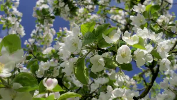Gyönyörű Virág Almafa Ágain Tavaszi Nap Sugarai Fák Fehér Rózsaszín — Stock videók