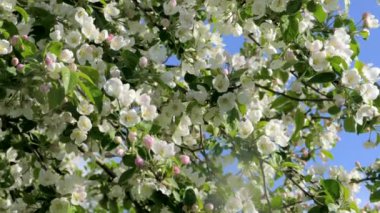 Elma ağacının dallarında güzel bir çiçek açar. Bahar güneşinin ışınları, bahçedeki beyaz-pembe ağaçların arasından yol alır..