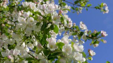 Elma ağacının dallarında güzel bir çiçek açar. Bahar güneşinin ışınları, bahçedeki beyaz-pembe ağaçların arasından yol alır..