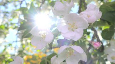 Elma ağacının dallarında güzel bir çiçek açar. Bahar güneşinin ışınları, bahçedeki beyaz-pembe ağaçların arasından yol alır..