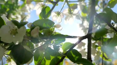 Elma ağacının dallarında güzel bir çiçek açar. Bahar güneşinin ışınları, bahçedeki beyaz-pembe ağaçların arasından yol alır..