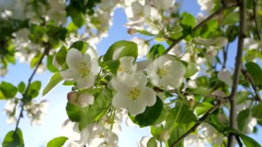 Elma ağacının dallarında güzel bir çiçek açar. Bahar güneşinin ışınları, bahçedeki beyaz-pembe ağaçların arasından yol alır..