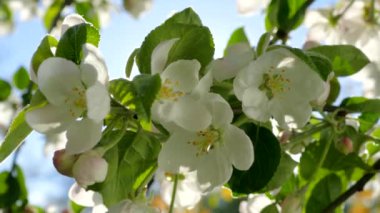 Elma ağacının dallarında güzel bir çiçek açar. Bahar güneşinin ışınları, bahçedeki beyaz-pembe ağaçların arasından yol alır..