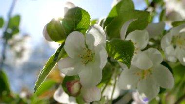 Elma ağacının dallarında güzel bir çiçek açar. Bahar güneşinin ışınları, bahçedeki beyaz-pembe ağaçların arasından yol alır..