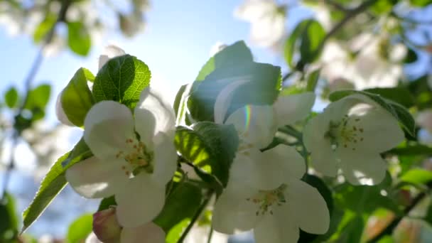 Belle Floraison Sur Les Branches Pommier Les Rayons Soleil Printanier — Video