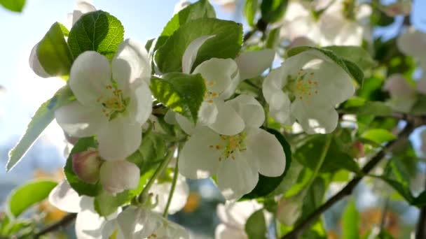 Belle Floraison Sur Les Branches Pommier Les Rayons Soleil Printanier — Video