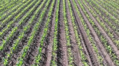 Genç mısırların filizlendiği bir tarla. Çiftlik arazisi. Sıraya dizilmiş yeşil lahanalar. Tarım sektörü.