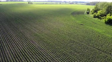 Genç mısırların filizlendiği bir tarla. Çiftlik arazisi. Sıraya dizilmiş yeşil lahanalar. Tarım sektörü.