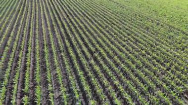 Genç mısırların filizlendiği bir tarla. Çiftlik arazisi. Sıraya dizilmiş yeşil lahanalar. Tarım sektörü.