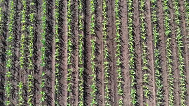 Campo Con Brotes Maíz Jóvenes Tierra Cultivo Brotes Verdes Hileras — Vídeo de stock