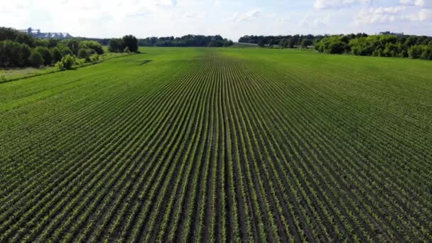 一片长有玉米嫩芽的田里 绿芽成行 农业企业 — 图库视频影像