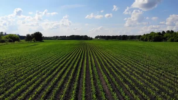 Ett Fält Med Unga Majsskott Jordbruksmark Gröna Groddar Rader Jordbruksföretag — Stockvideo