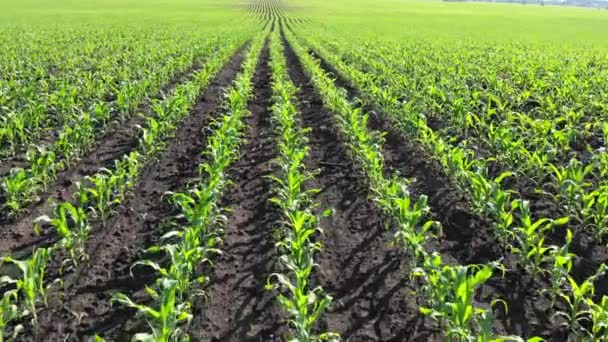 Egy Mező Fiatal Kukorica Hajtásokkal Mezőgazdasági Terület Zöld Hajtások Sorban — Stock videók