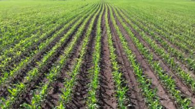 Genç mısırların filizlendiği bir tarla. Çiftlik arazisi. Sıraya dizilmiş yeşil lahanalar. Tarım sektörü.