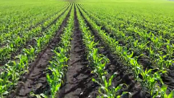 Ett Fält Med Unga Majsskott Jordbruksmark Gröna Groddar Rader Jordbruksföretag — Stockvideo