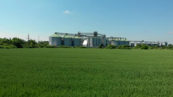 Zelené Pole Pozadí Výtahů Obilí Zemědělský Obchod Pole Mladé Pšenice — Stock video