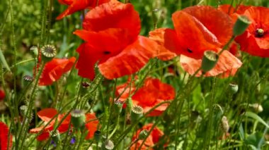 Yeşil tarlada rüzgarda sallanan kırmızı gelincik çiçekleri. Güzel manzara