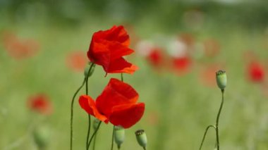 Yeşil tarlada rüzgarda sallanan kırmızı gelincik çiçekleri. Güzel manzara