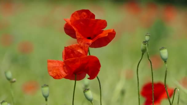 Flores Vermelhas Papoilas Uma Oscilação Campo Verde Vento Bela Paisagem — Vídeo de Stock
