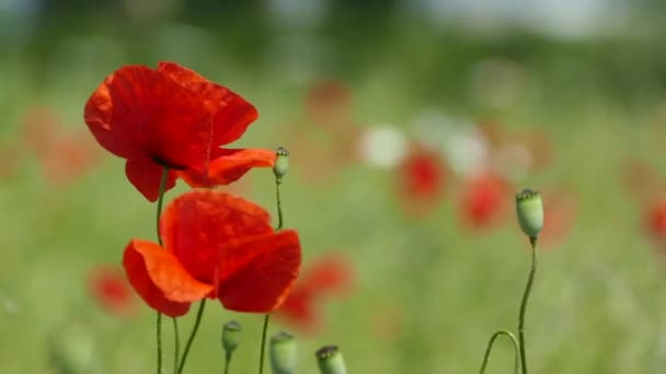 Rode Bloemen Van Papavers Een Groen Veld Zwaaien Wind Prachtig — Stockvideo