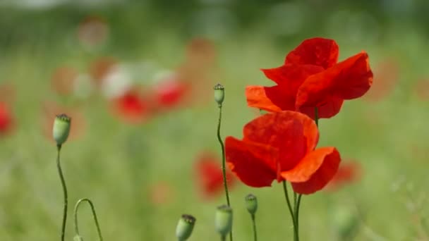 Yeşil Tarlada Rüzgarda Sallanan Kırmızı Gelincik Çiçekleri Güzel Manzara — Stok video