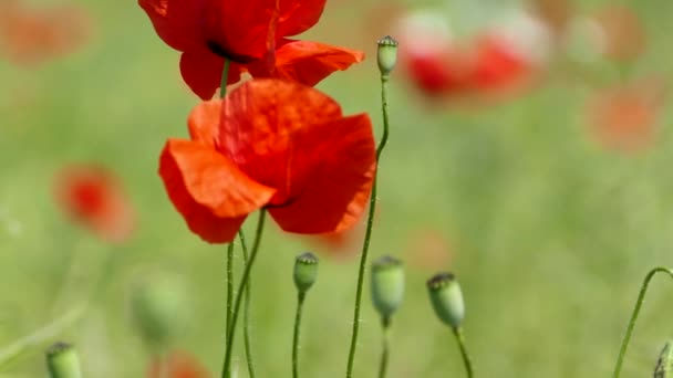 Rode Bloemen Van Papavers Een Groen Veld Zwaaien Wind Prachtig — Stockvideo