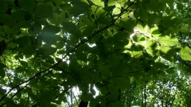 Yeşil orman. Güneş ışınları ağaçların dallarındaki yaprakların arasından parlıyor..