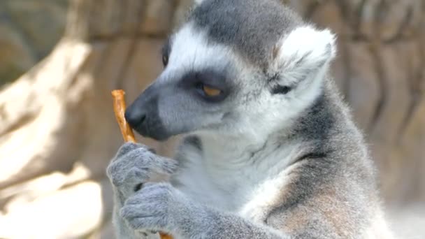 Lemuren schnauzen. Lemur leckt einen salzigen Cracker.