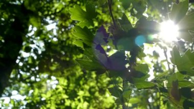 Yeşil orman. Güneş ışınları ağaçların dallarındaki yaprakların arasından parlıyor..