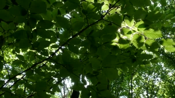 La forêt verte. Les rayons du soleil brillent à travers les feuilles sur les branches des arbres. — Video