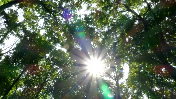 Zielony las. Promienie słońca świecą przez liście na gałęziach drzew.. — Wideo stockowe