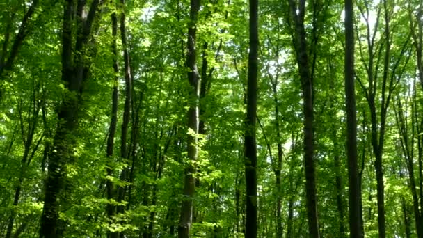 Πράσινο δάσος. Οι ακτίνες του ήλιου λάμπουν μέσα από τα φύλλα στα κλαδιά των δέντρων. — Αρχείο Βίντεο