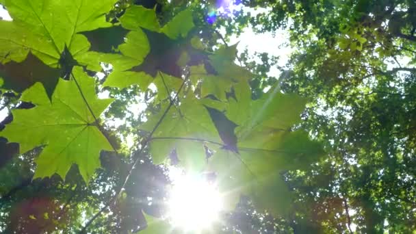 Bosque verde. Los rayos del sol brillan a través de las hojas en las ramas de los árboles. — Vídeos de Stock
