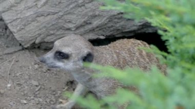 Mirket bölgeyi görmek için yuvasından dışarı tırmanıyor. Vahşi doğa..