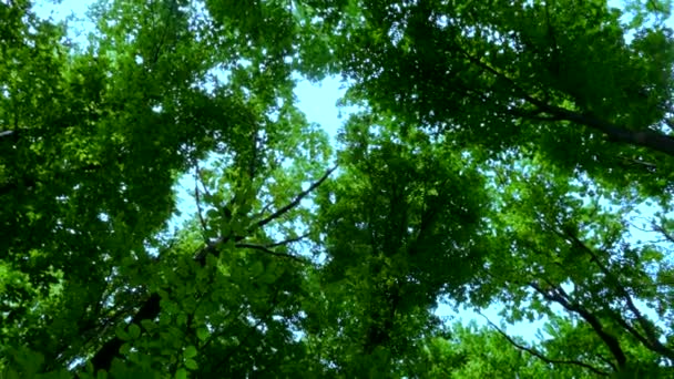 La forêt verte. Les rayons du soleil brillent à travers les feuilles sur les branches des arbres. — Video