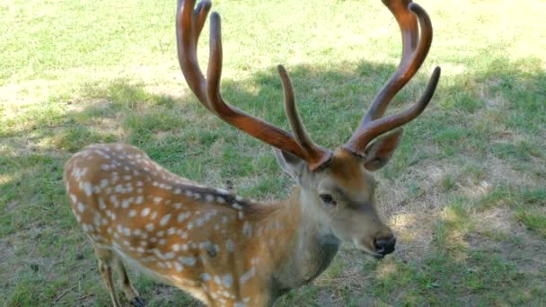 Young deer graze on pasture. Deer antlers. — Stock Video