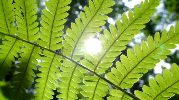 Los rayos del sol brillan a través de las hojas de los helechos. Hermoso bosque verde. — Vídeos de Stock