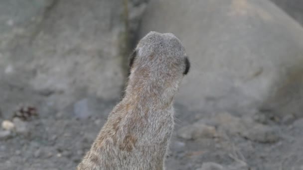 Meerkatはその地域を調査します。哺乳類の銃口。野生の自然. — ストック動画