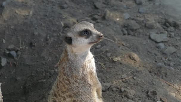 El suricata inspecciona la zona. Bozal de un mamífero. La naturaleza salvaje. — Vídeos de Stock