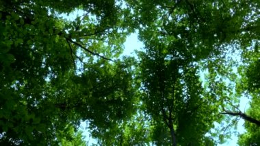 Yeşil orman. Güneş ışınları ağaçların dallarındaki yaprakların arasından parlıyor..