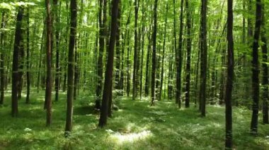 Ormanda doğa yürüyüşü. Yeşil ağaçların arasından geç. Baharda Flora.