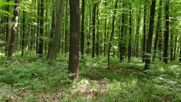 Egy Séta Erdőben Természetben Zöld Fák Között Virágok Tavasszal — Stock videók