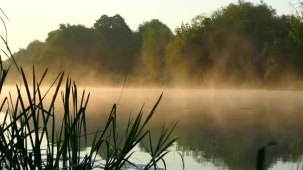 Piękne Poranne Krajobrazy Ranek Nad Rzeką Lasu Mgła Nad Jeziorem — Wideo stockowe