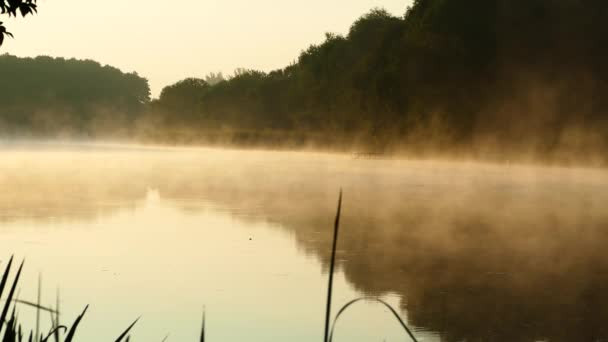 Beautiful Morning Landscape Morning Forest River Fog Lake Nature Dawn — Stock Video