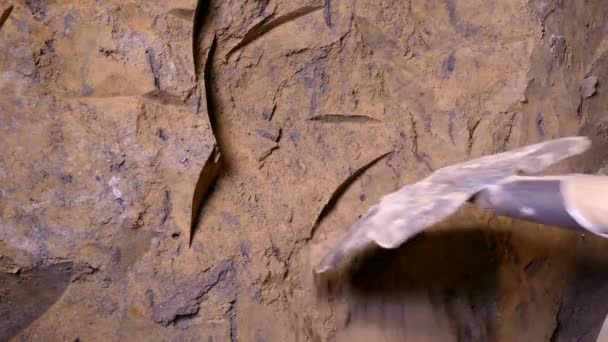 Копати Ґрунт Лопатою Копання Під Землею Втеча Язниці Через Тунель — стокове відео