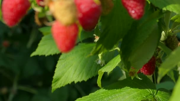 Frambuesas Maduras Cuelgan Racimos Vitaminas Naturaleza — Vídeos de Stock