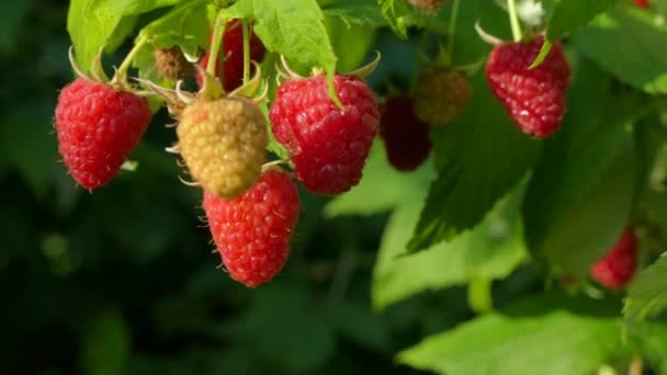 Ripe Raspberries Hang Bunches Vitamins Nature — Stock Video