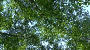 Yeşil orman. Güneş ışınları ağaçların dallarındaki yaprakların arasından parlıyor..