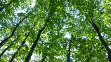 Yeşil orman. Güneş ışınları ağaçların dallarındaki yaprakların arasından parlıyor..